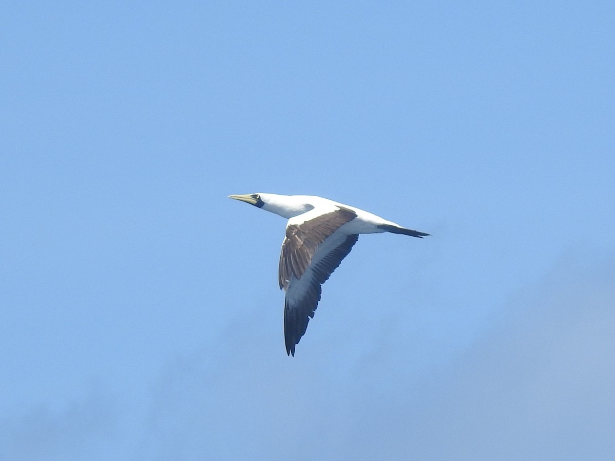 Сула жовтодзьоба - ML646274748