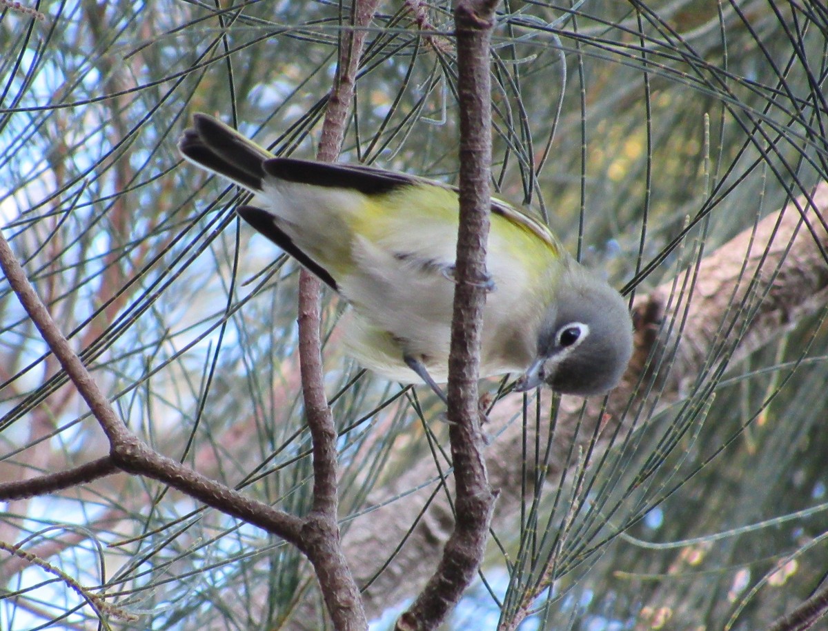 Віреон сизоголовий - ML646274749