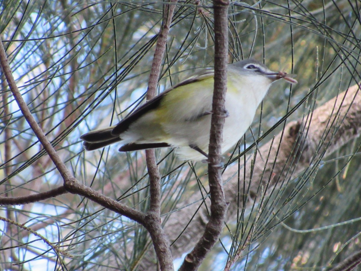 Віреон сизоголовий - ML646274750