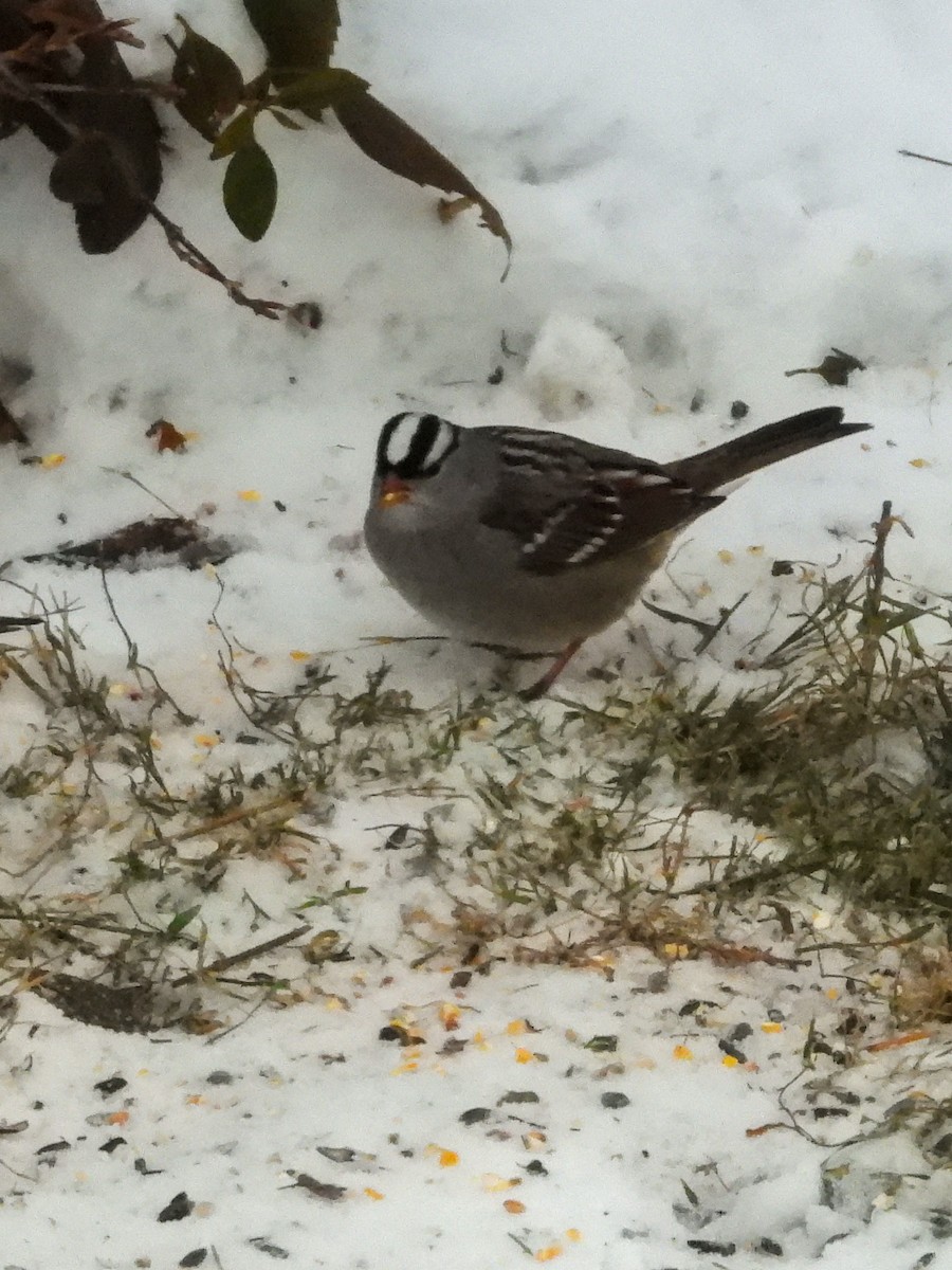 Бруант білобровий - ML646274751