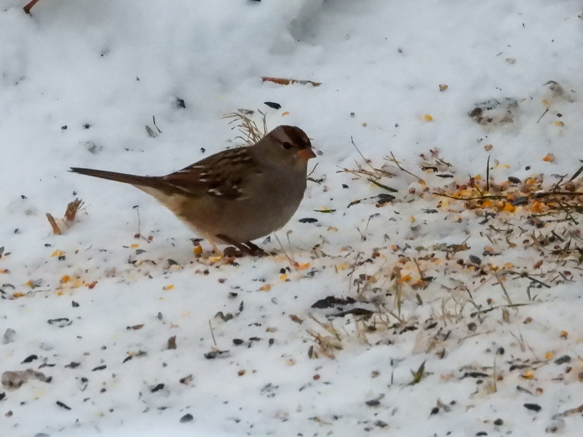 Бруант білобровий - ML646274752