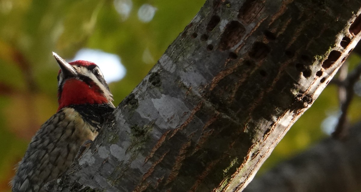 Rotnacken-Saftlecker - ML646274754