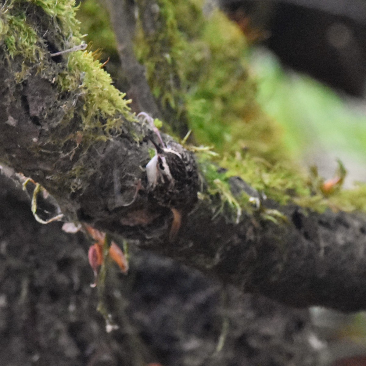 Підкоришник американський - ML646274755