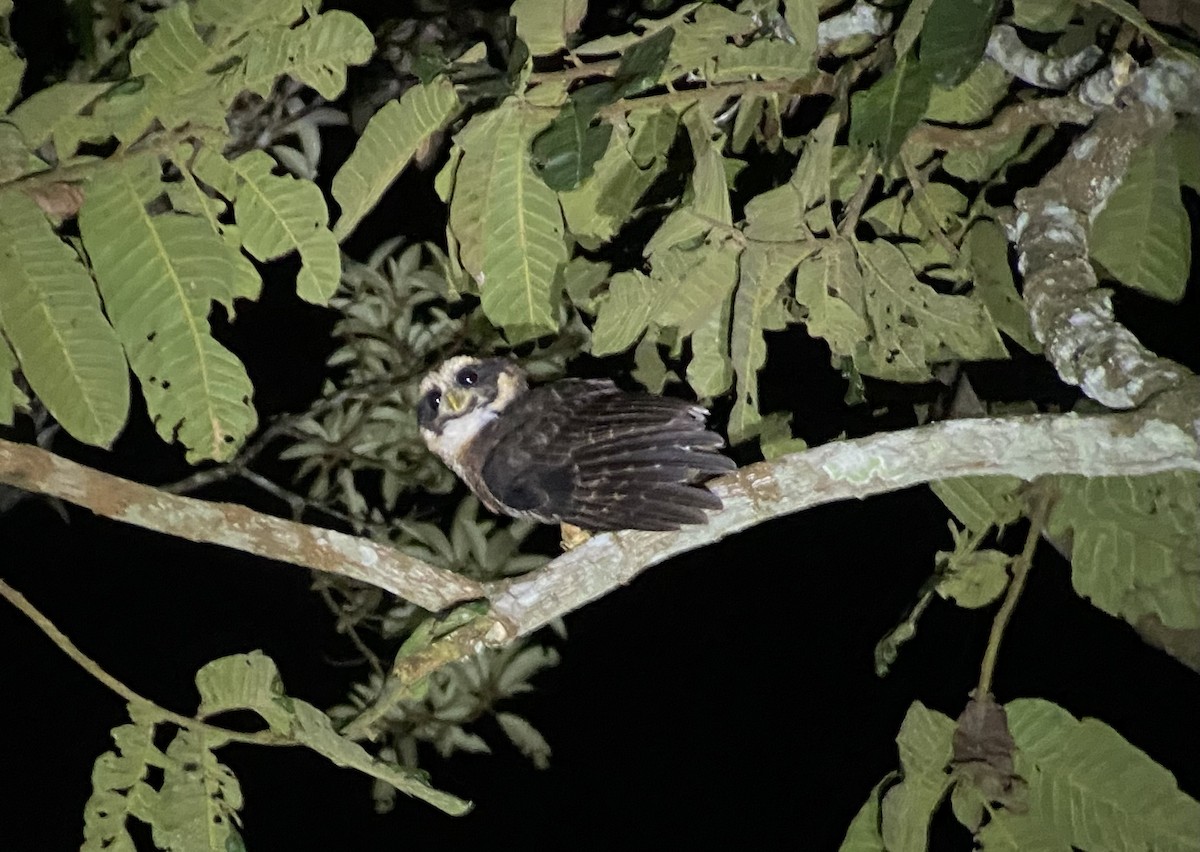 Сова рудовола - ML646274757