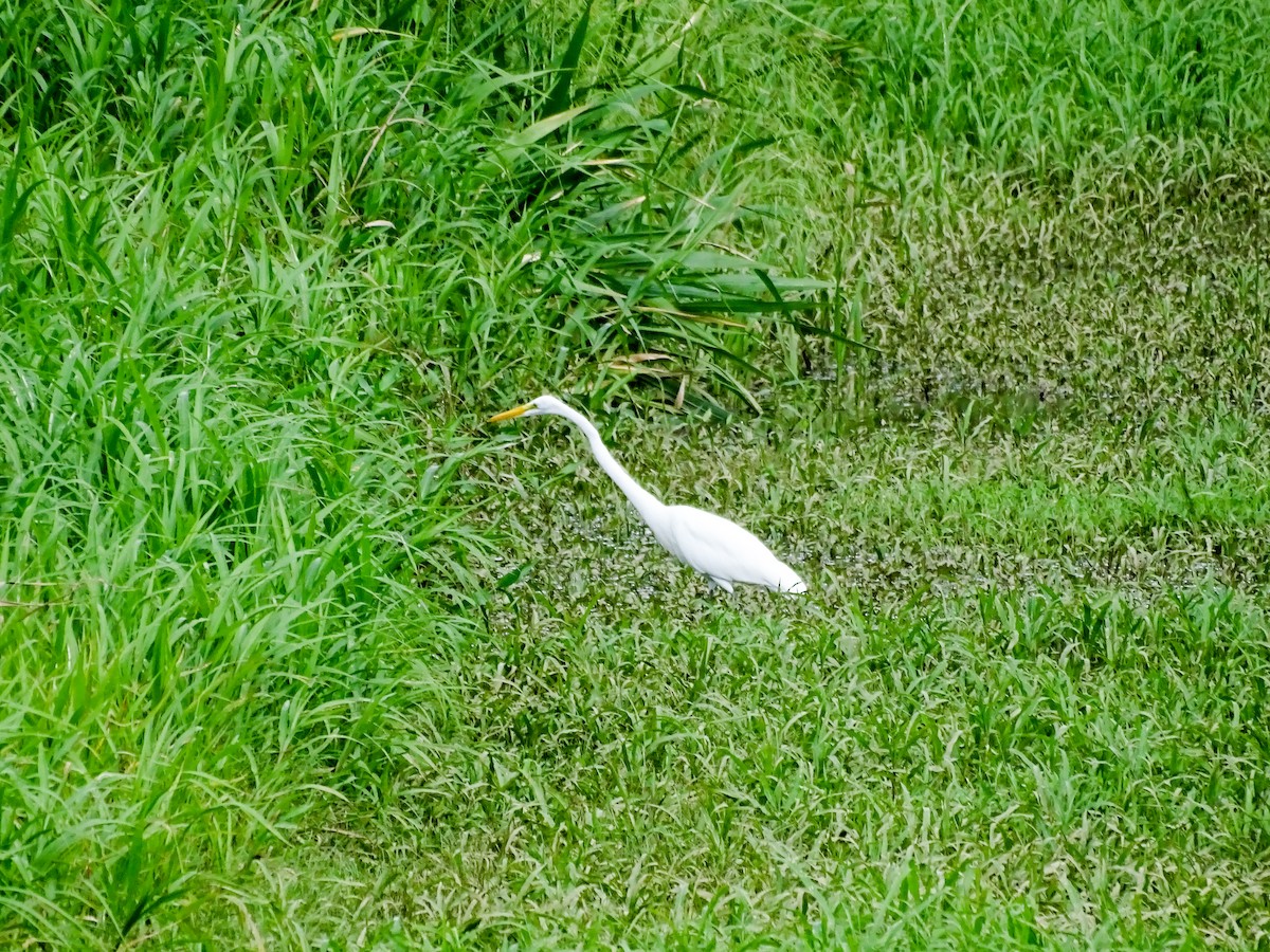 Koartza zuria - ML646274758