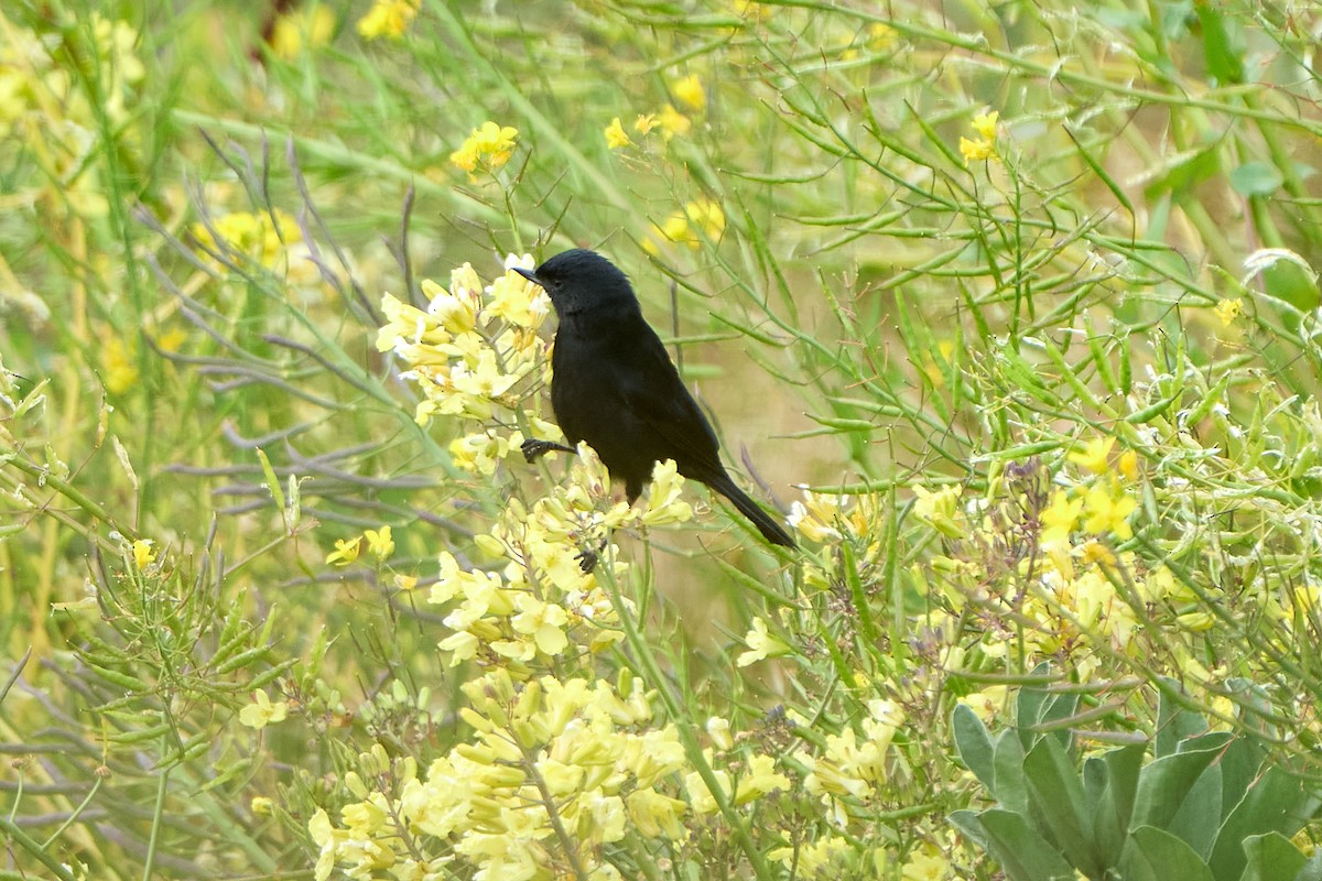 Black Flowerpiercer - ML646274760