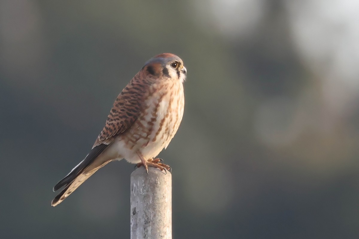 American Kestrel - ML646274762