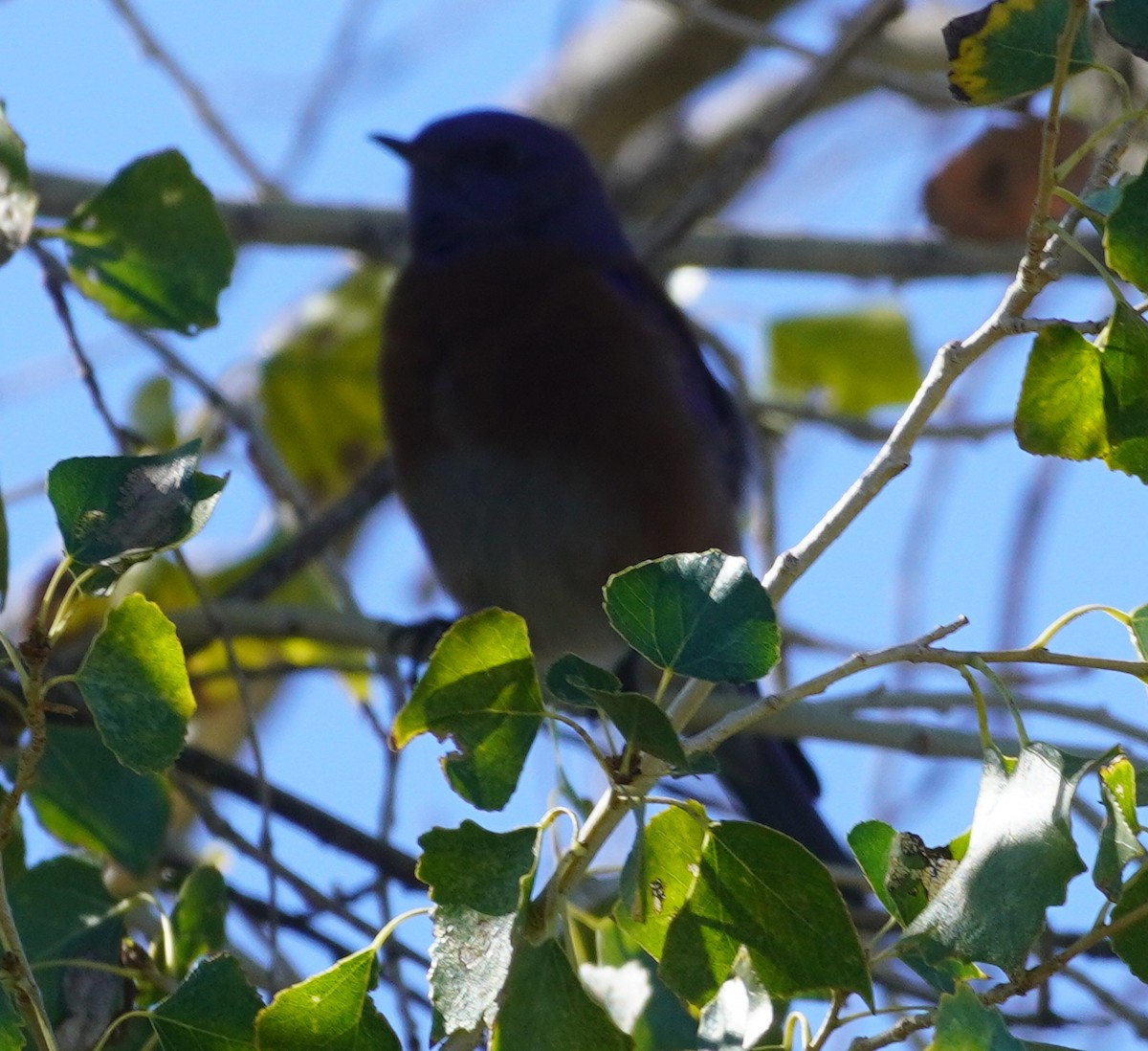 Western Bluebird - ML646274764