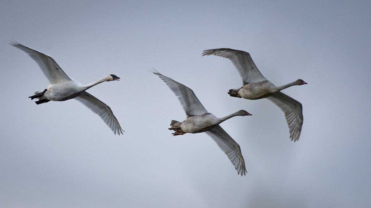 Trumpeter Swan - ML646274773