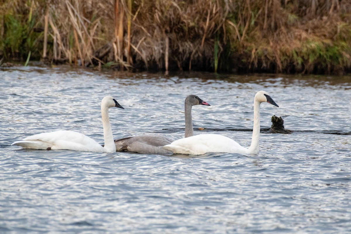 Trumpeter Swan - ML646274775