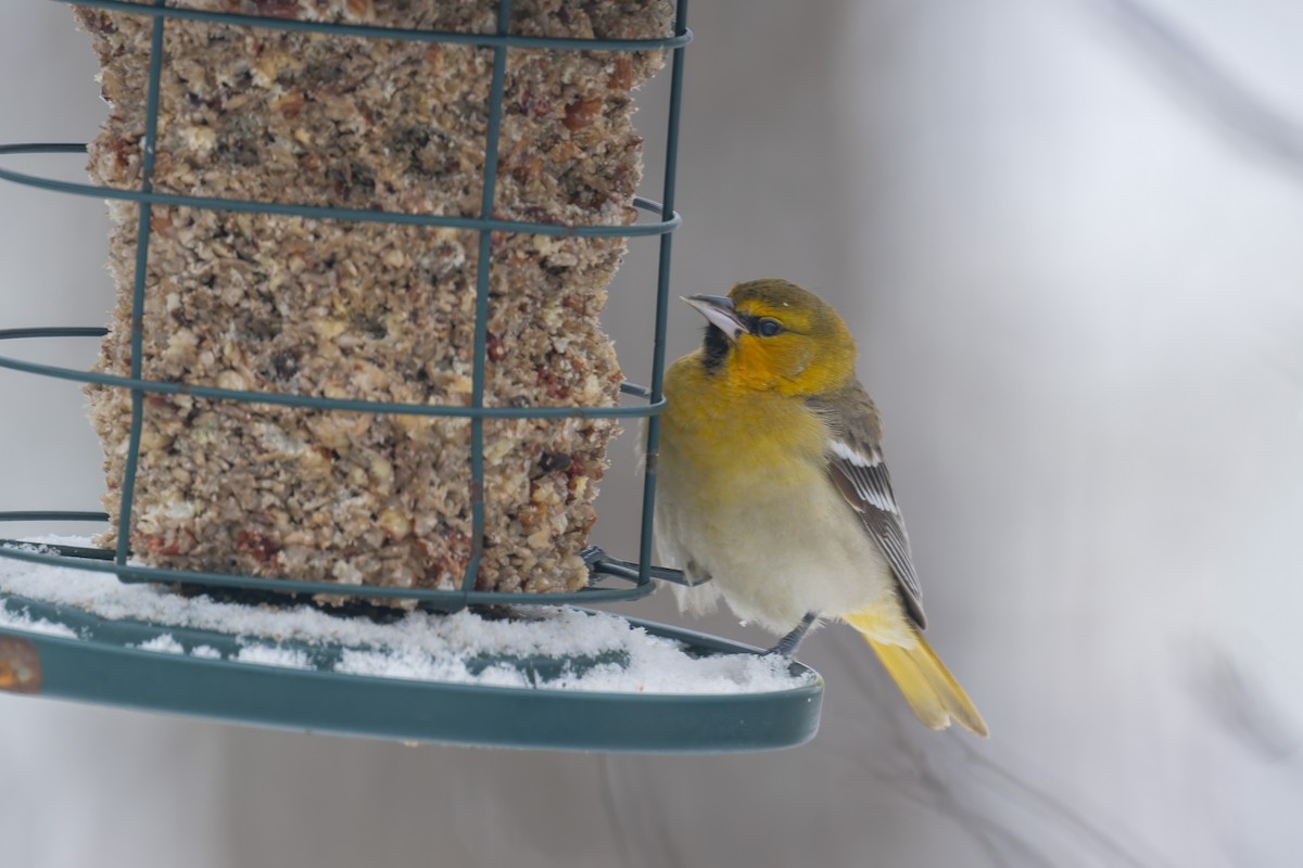 Bullock's Oriole - ML646274781