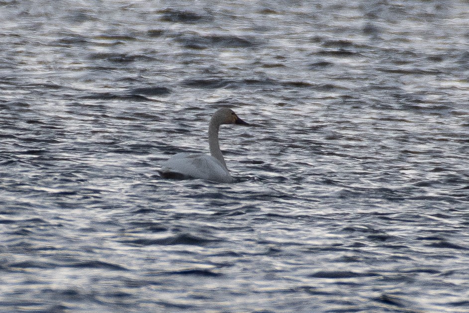 Tundra Swan (Whistling) - ML646274784