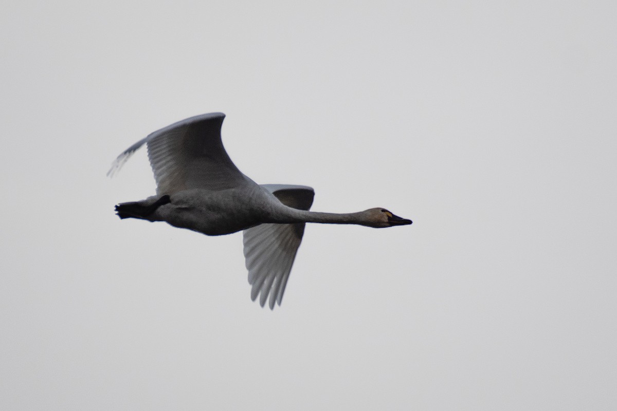 Tundra Swan (Whistling) - ML646274785