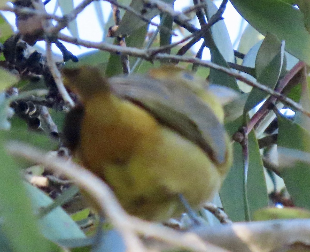 Piranga Roja - ML646274787