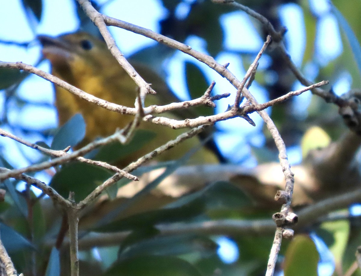 Piranga Roja - ML646274788