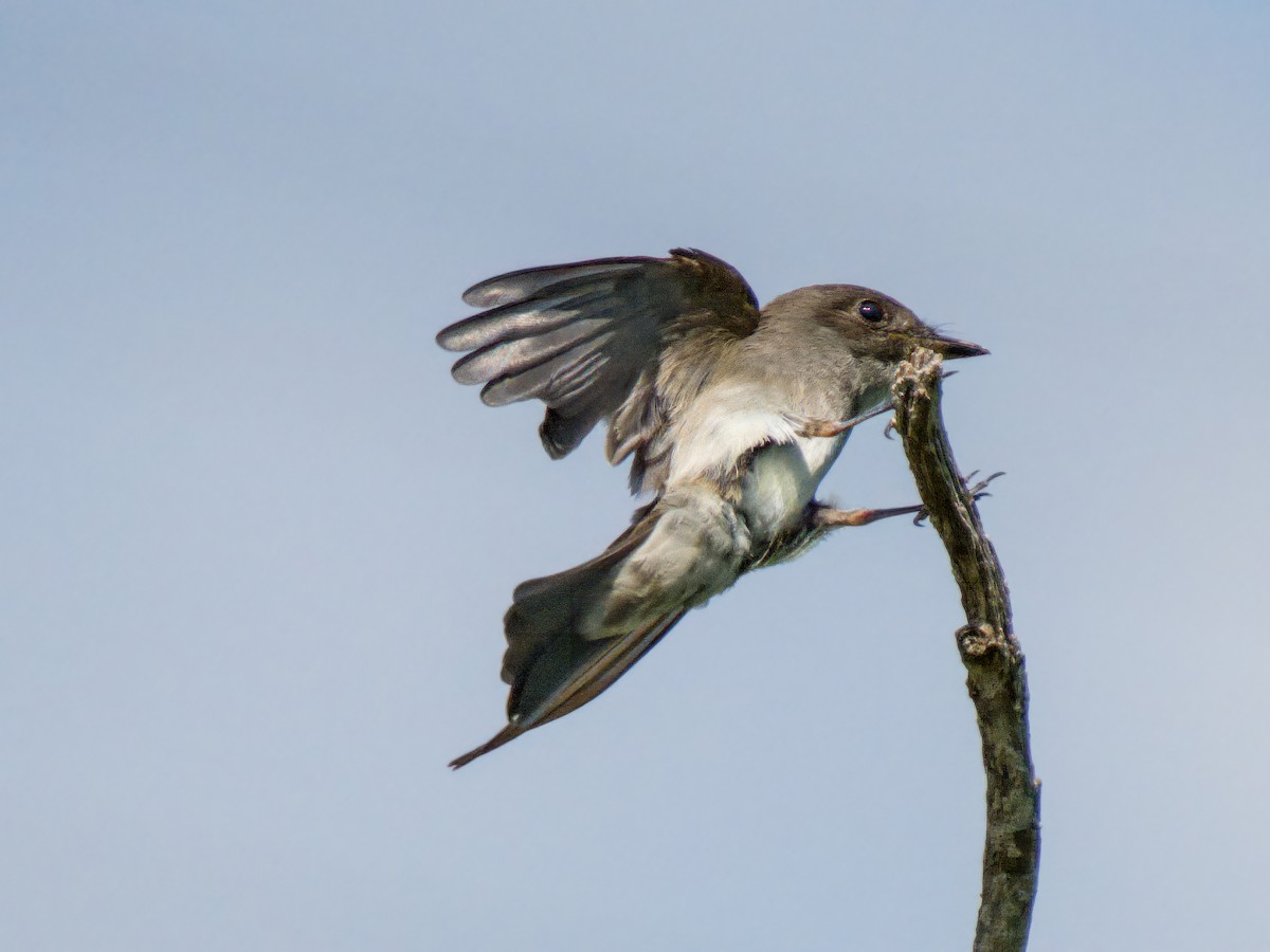 Blasskehl-Schnäppertyrann - ML646274791