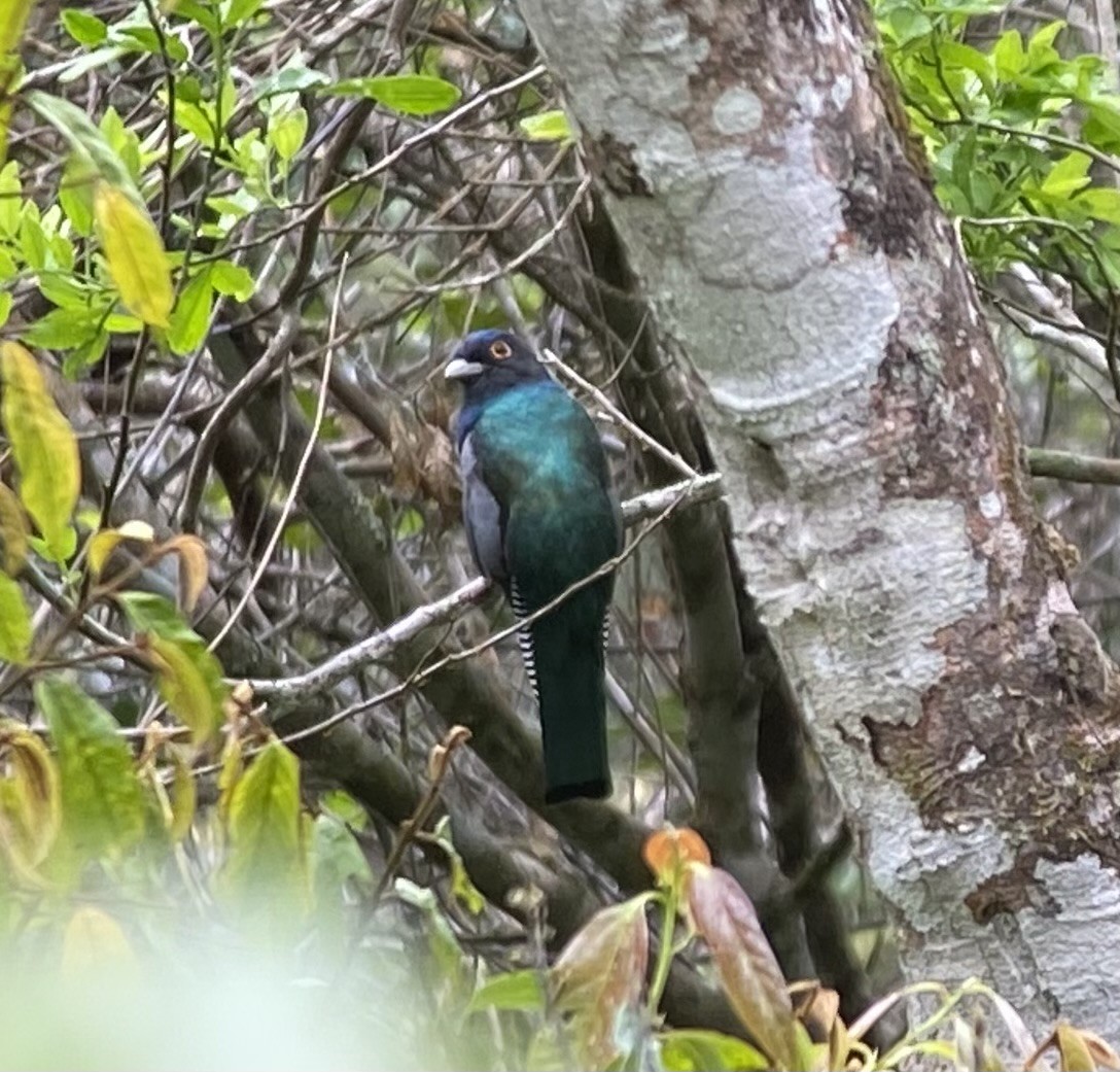 Blue-crowned Trogon - ML646274792