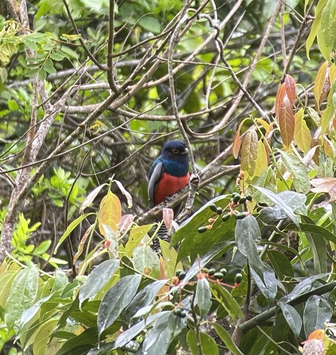 Blue-crowned Trogon - ML646274793