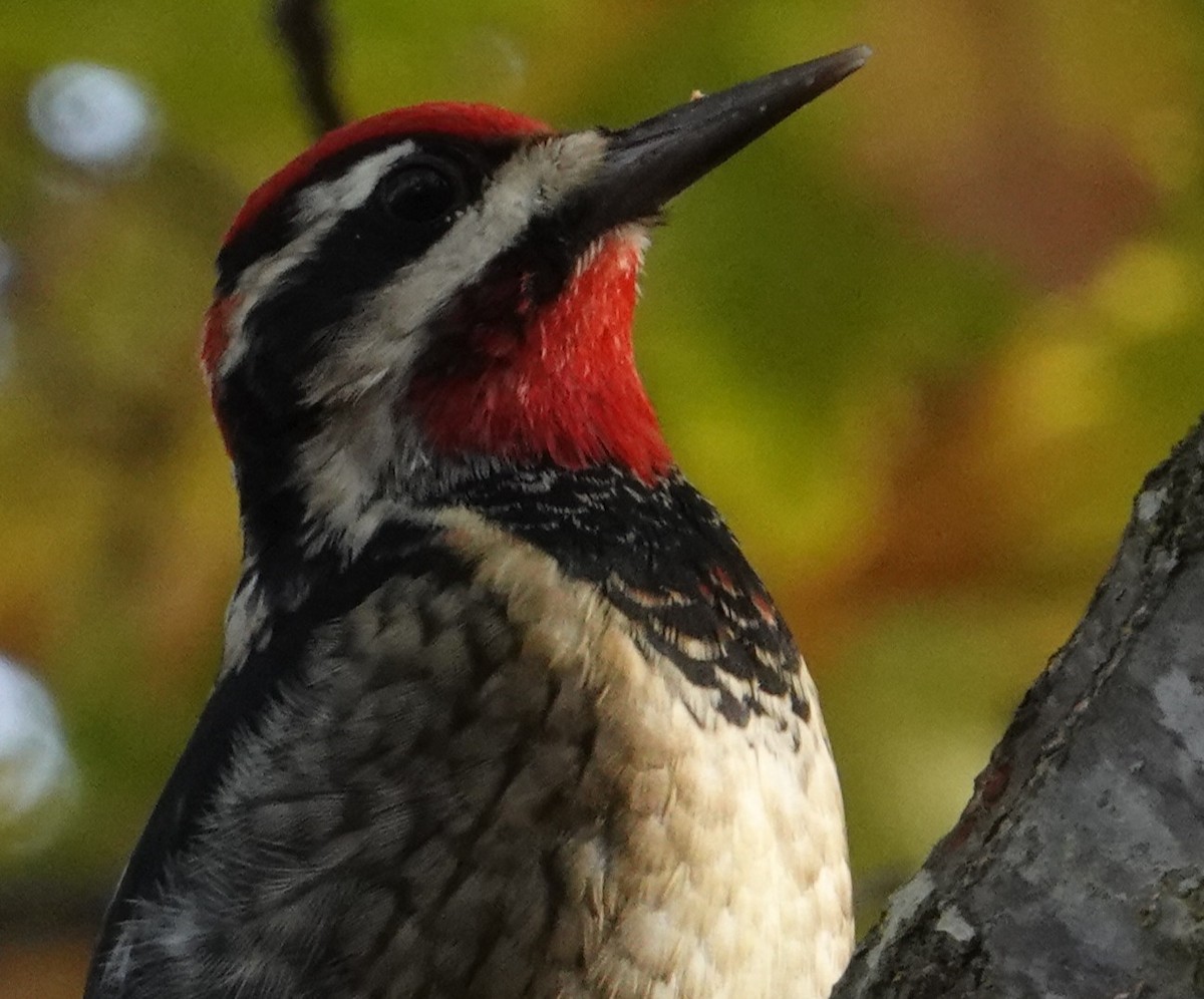 Rotnacken-Saftlecker - ML646274794