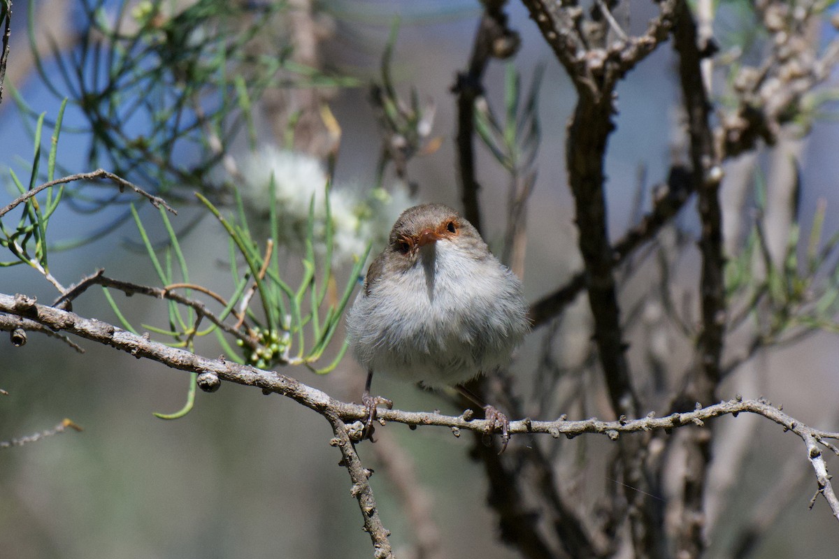 Splendid Fairywren - ML646274796