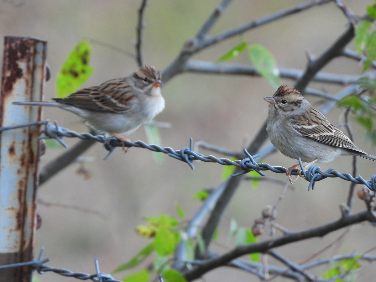 Chipping Sparrow - ML646274797