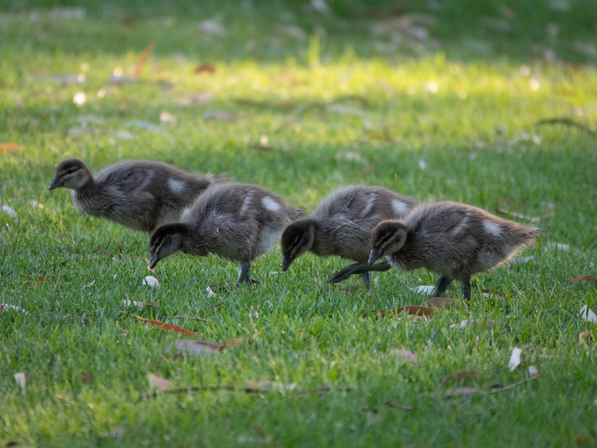 Maned Duck - ML646274798