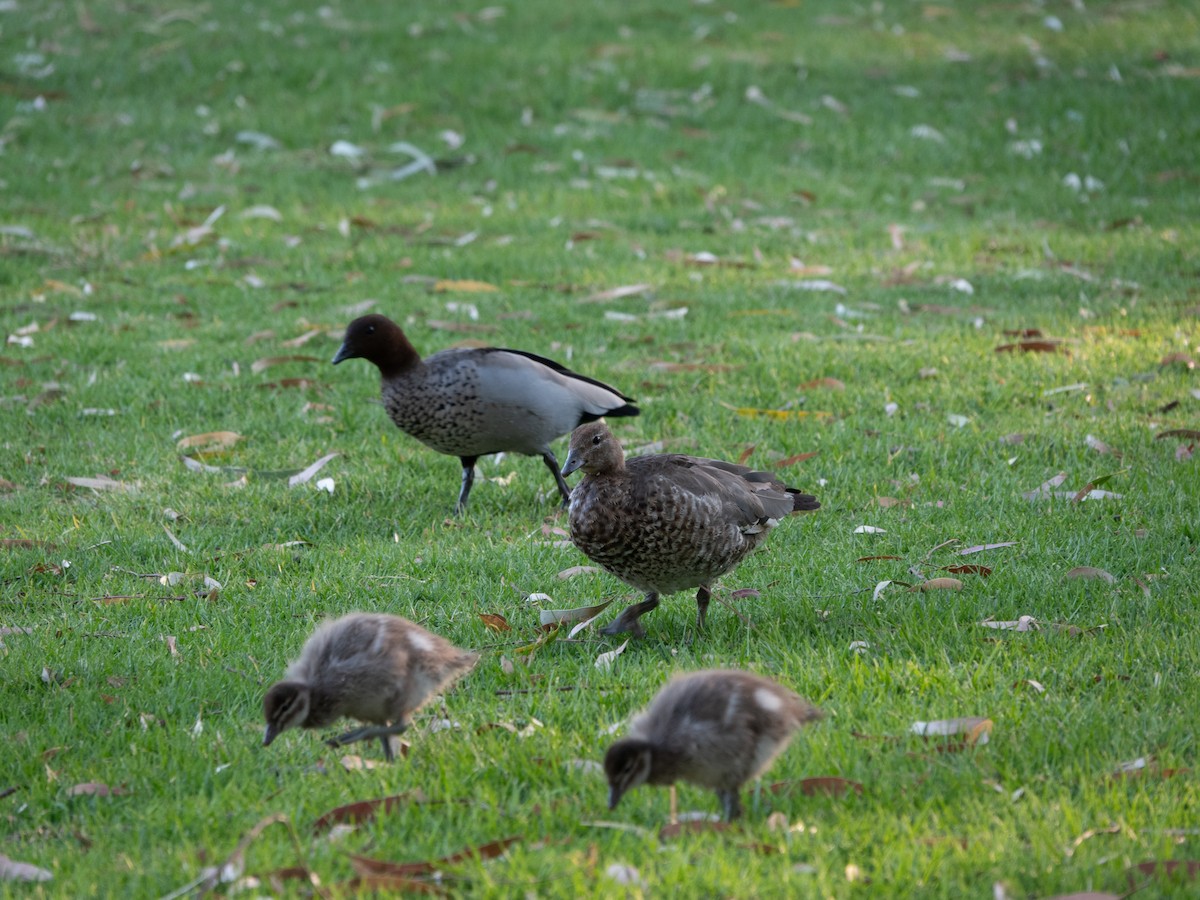 Maned Duck - ML646274799