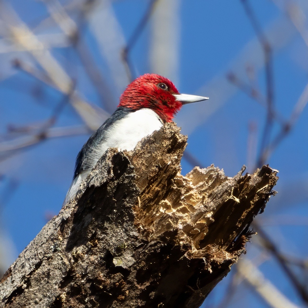 Red-headed Woodpecker - ML646274800