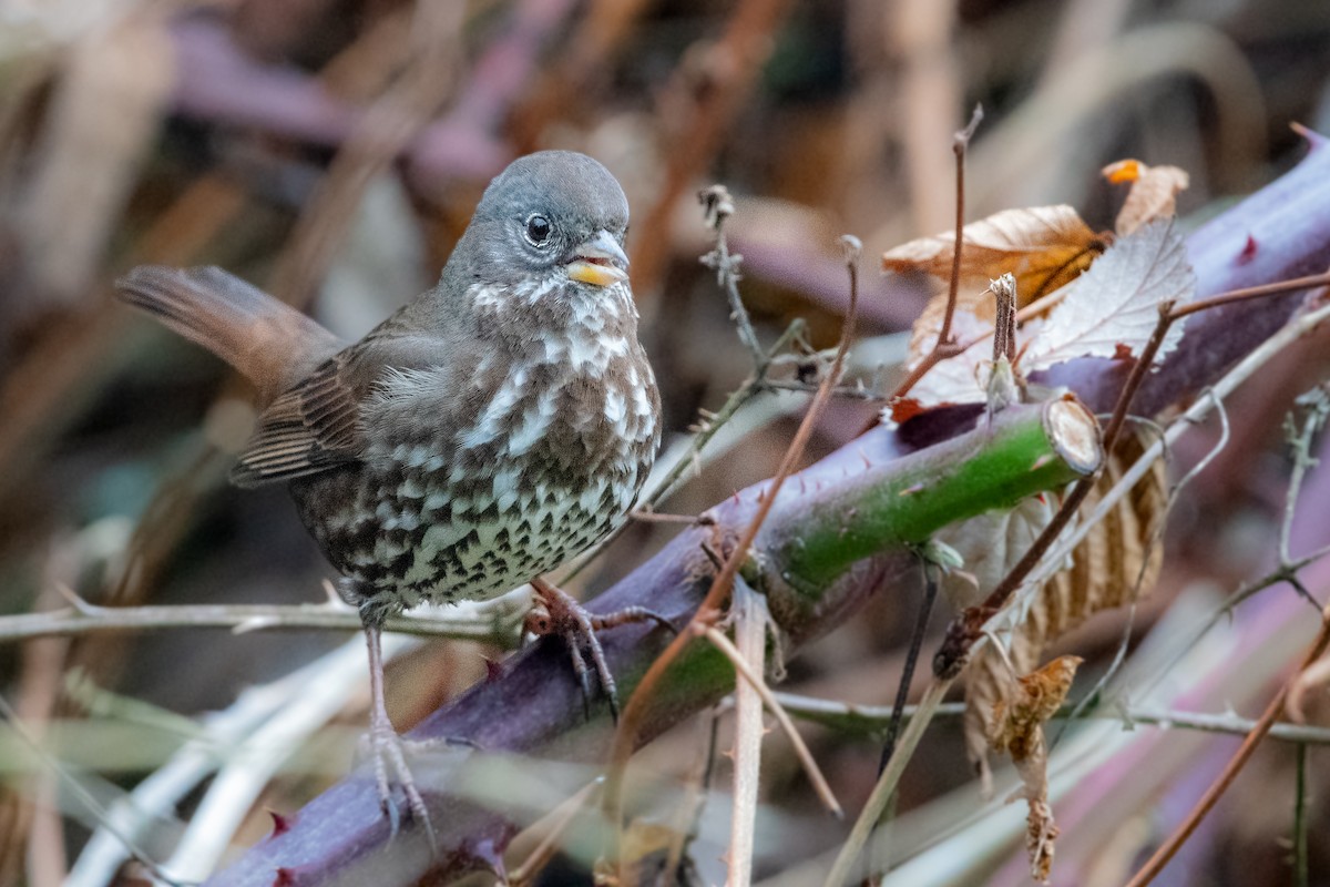 Fox Sparrow (Sooty) - ML646274802