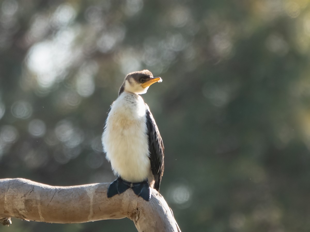 Little Pied Cormorant - ML646274804