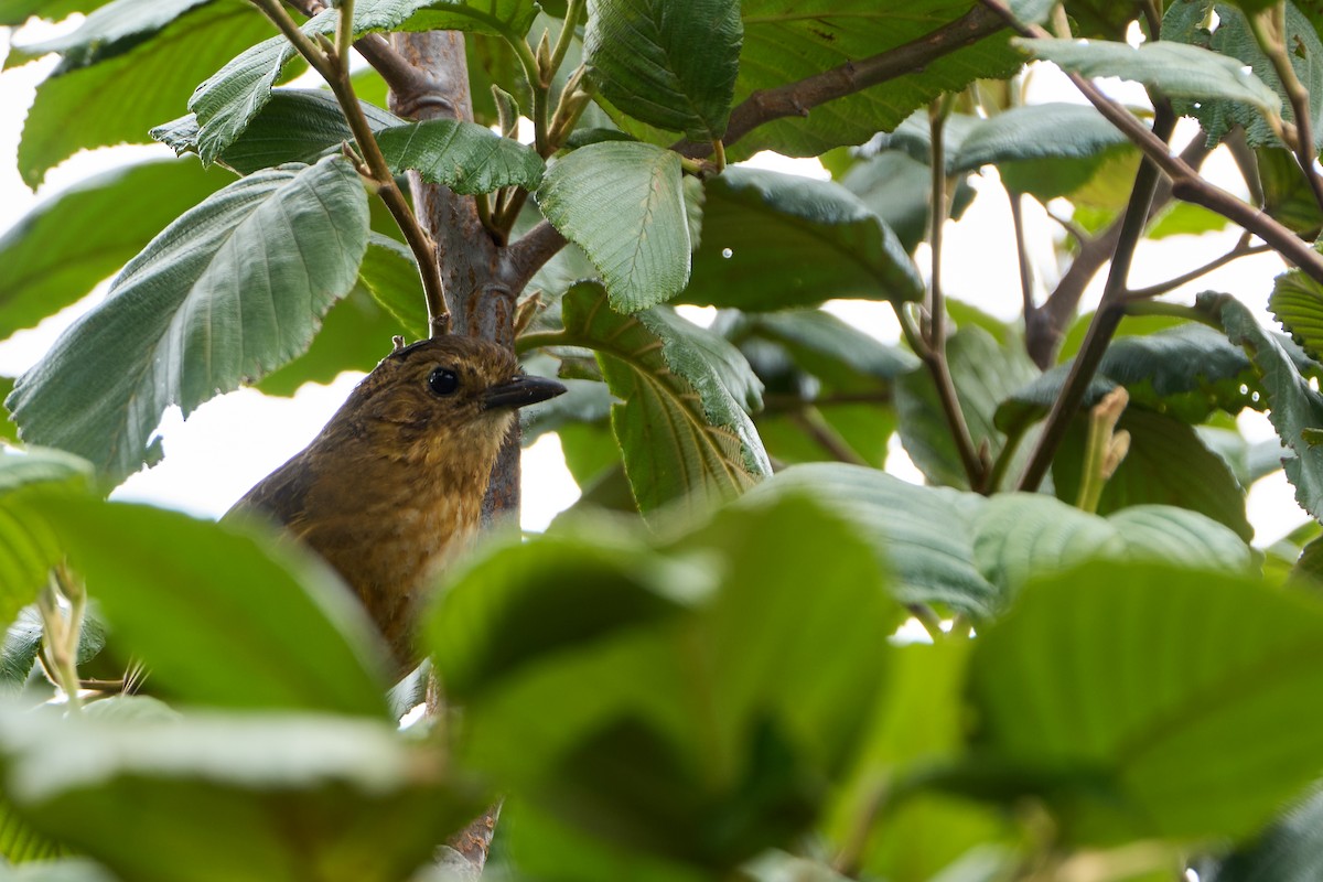 Tawny Antpitta - ML646274805
