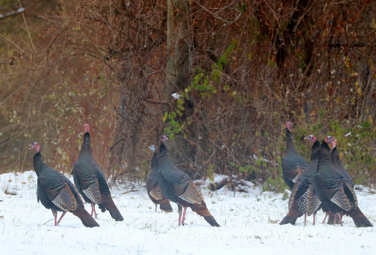 Wild Turkey - ML646274806