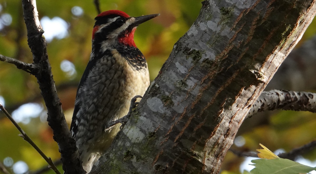 Rotnacken-Saftlecker - ML646274807