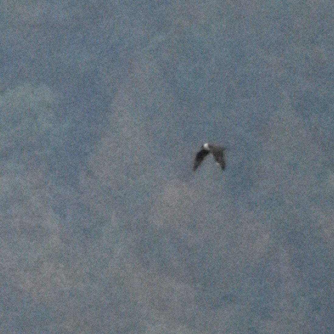 Parasitic Jaeger - ML646274808