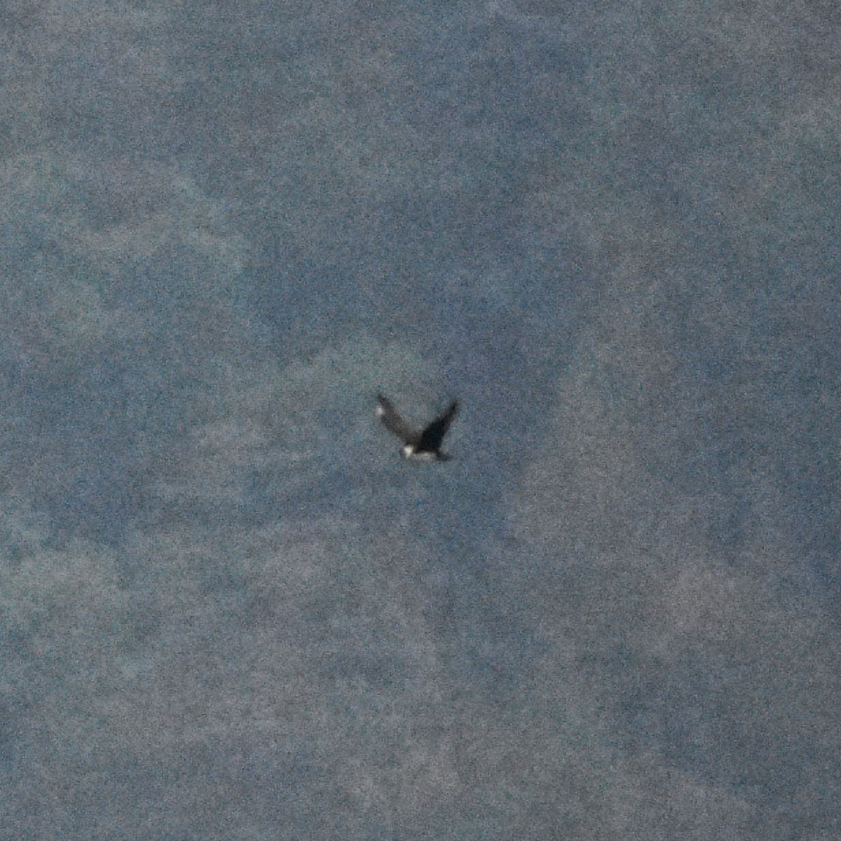 Parasitic Jaeger - ML646274809