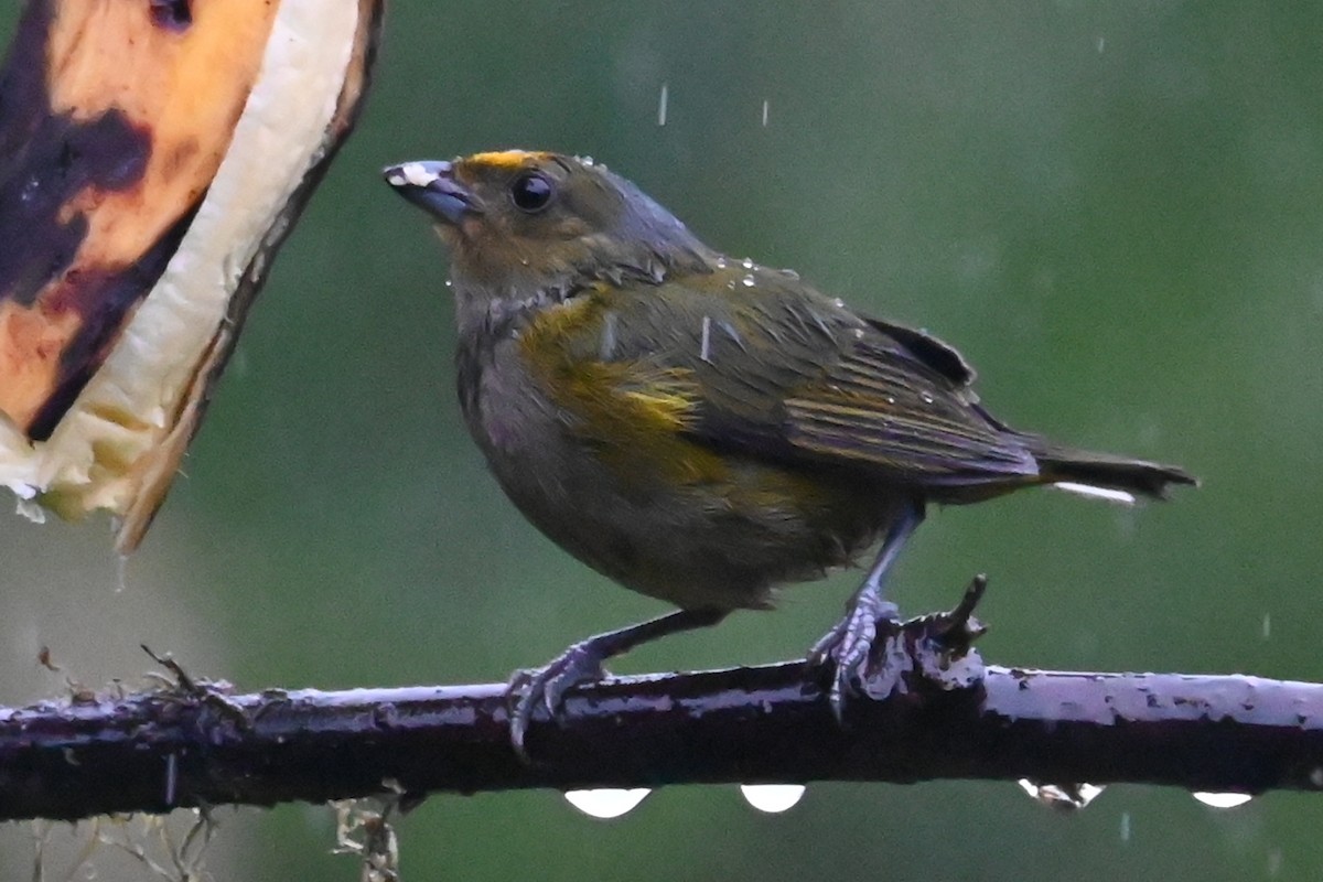 Orange-bellied Euphonia - ML646274811