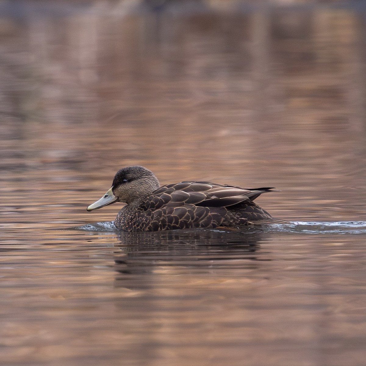 American Black Duck - ML646274812