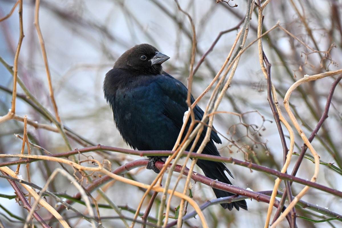 Brown-headed Cowbird - ML646274813
