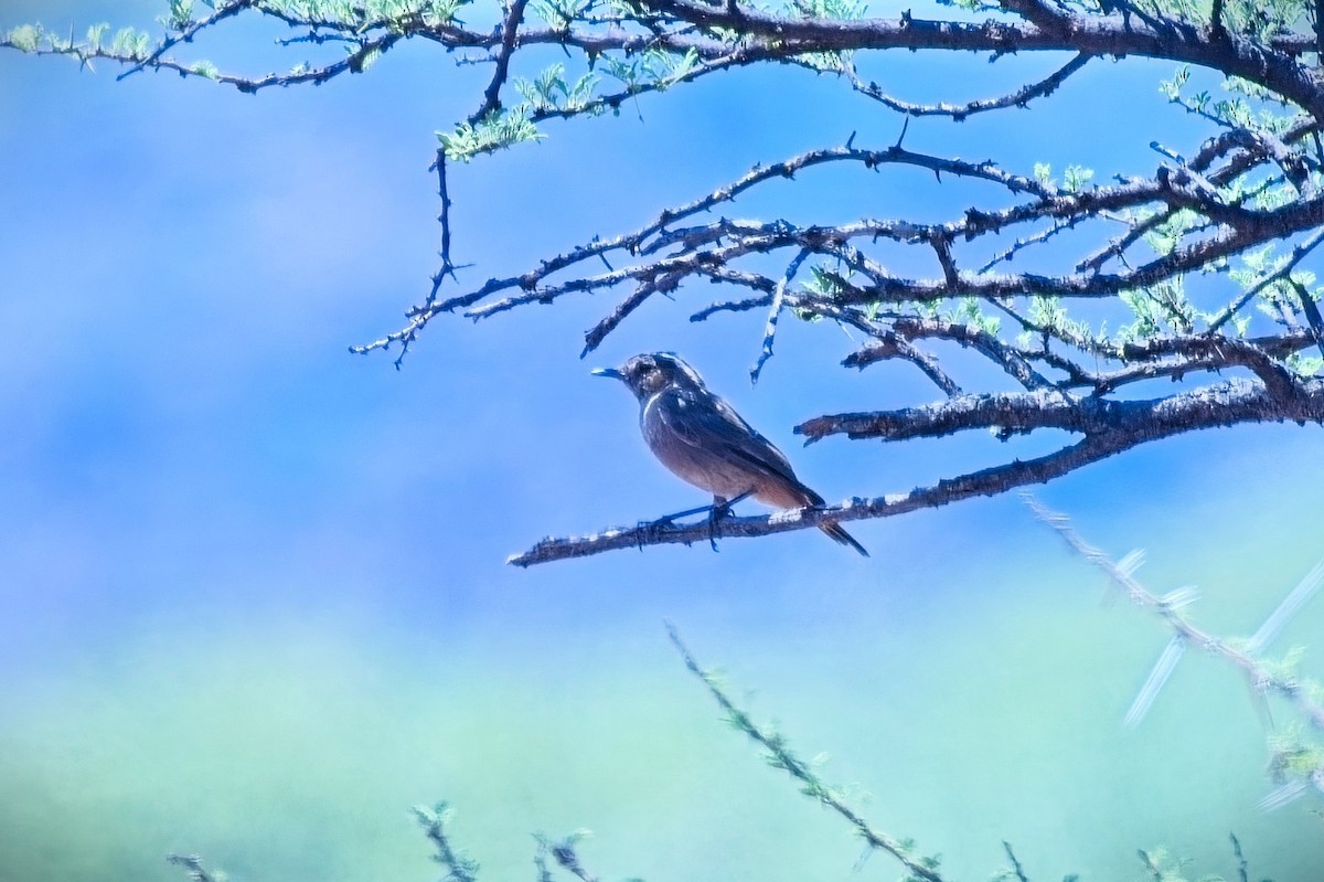 Familiar Chat - ML646274814