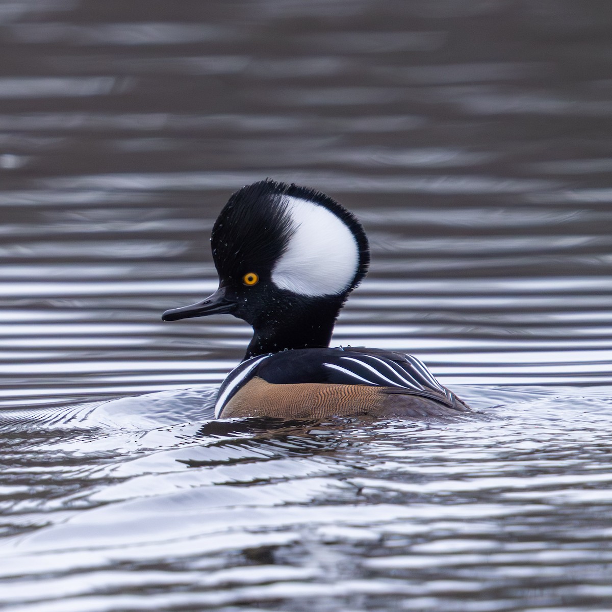 Hooded Merganser - ML646274816