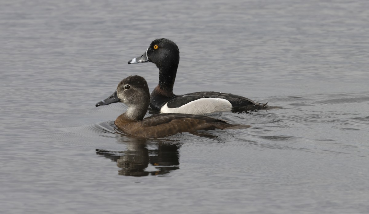 Ring-necked Duck - ML646274820