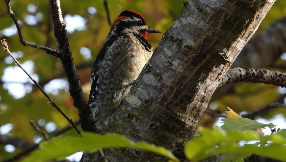 Rotnacken-Saftlecker - ML646274822