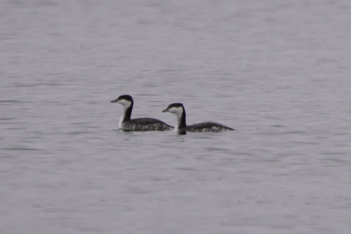 Horned Grebe - ML646274824