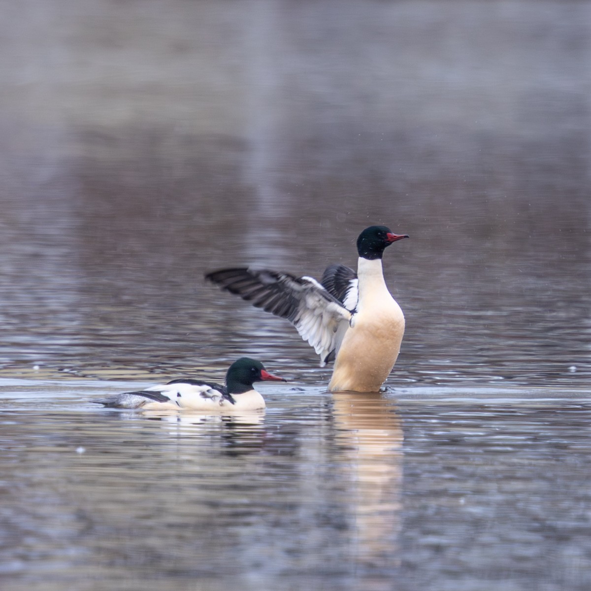 Common Merganser - ML646274828