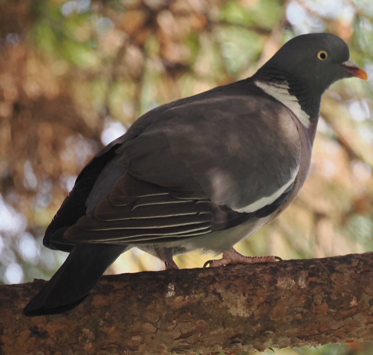 Common Wood-Pigeon - ML646274830