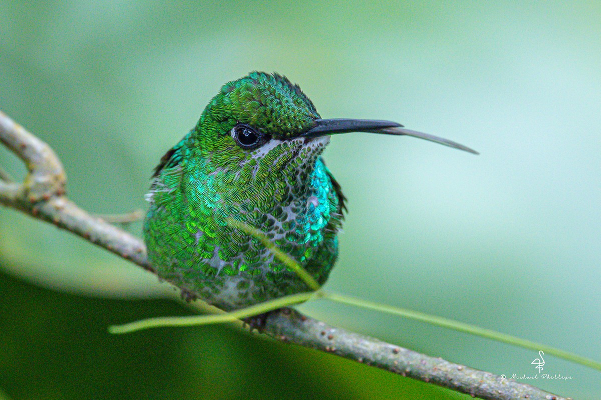 Green-crowned Brilliant - ML646274832