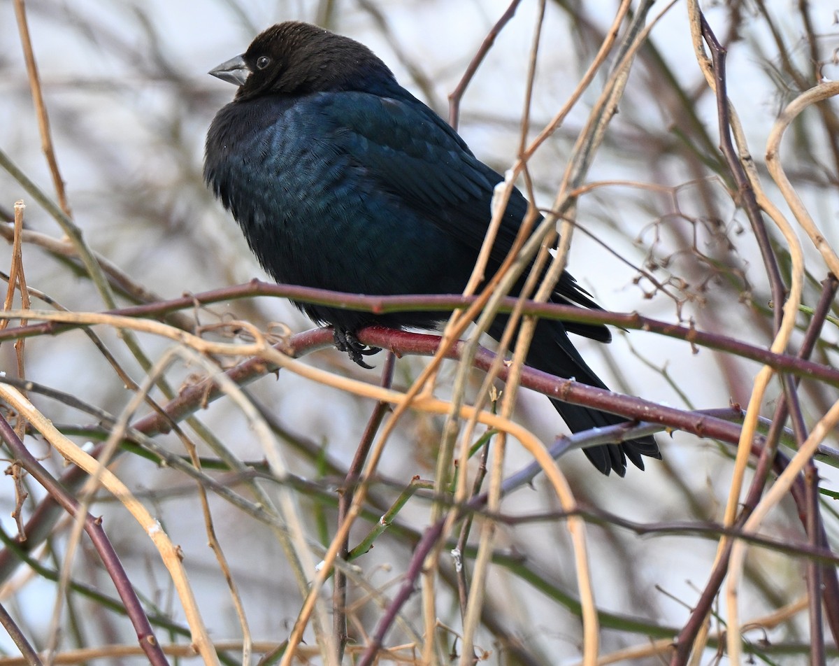 Brown-headed Cowbird - ML646274833