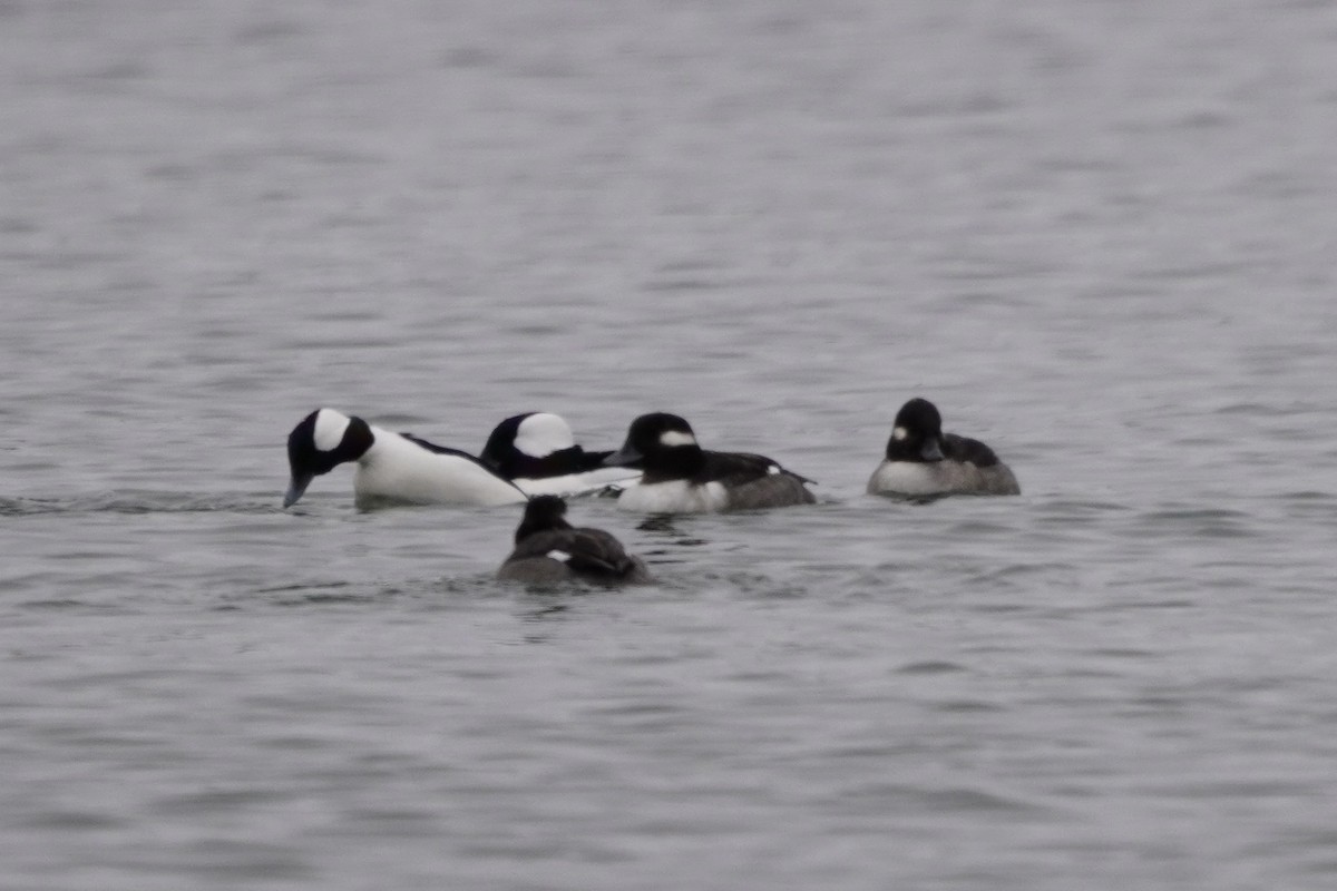 Bufflehead - ML646274834