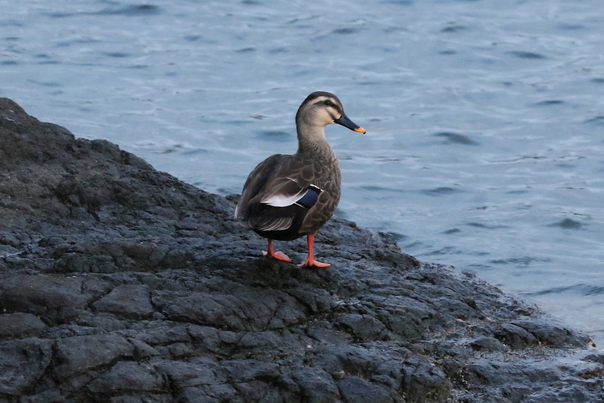 Eastern Spot-billed Duck - ML646274835