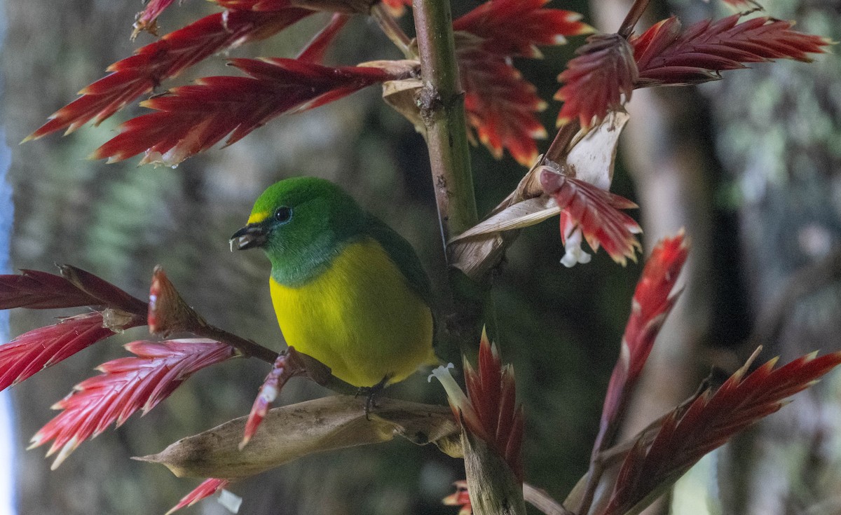 Blue-naped Chlorophonia - ML646274838
